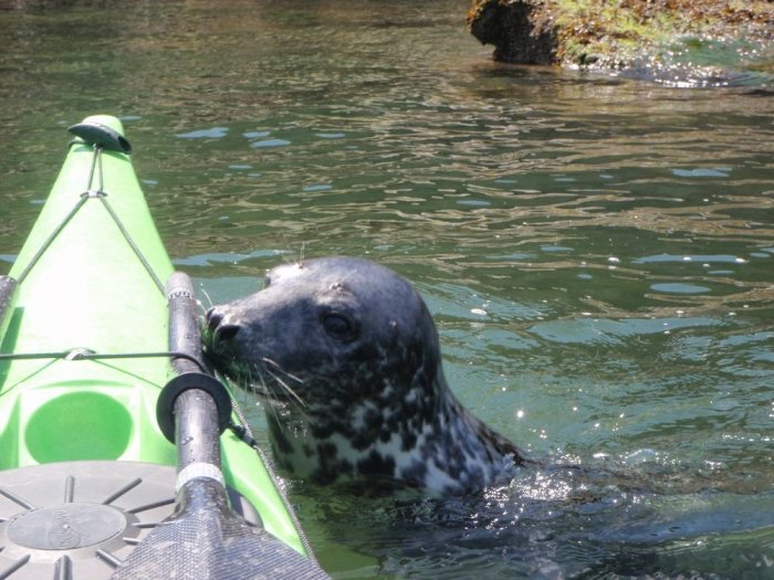 Image 3 from Bespoke Sea Kayaking Wales | Anglesey with Coastal Spirit