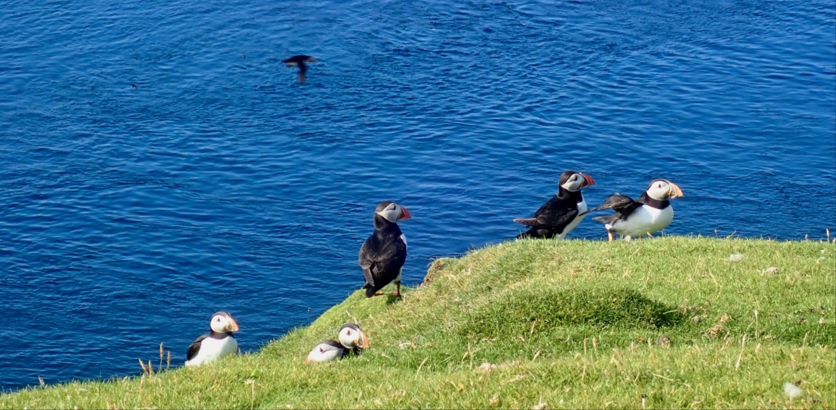Image 4 from Shetland Sea Kayaking - Residential