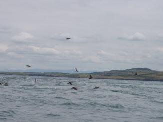 North Wales Sea Kayaking Courses - Specialist Sea Kayaking Anglesey, North Wales image from Bespoke Sea Kayaking