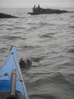 North Wales Sea Kayaking Courses - Specialist Sea Kayaking Anglesey, North Wales image from Foundation Intermediate Sea Kayaking Wales