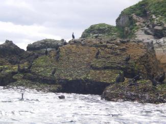 North Wales Sea Kayaking Courses - Specialist Sea Kayaking Anglesey, North Wales image from Foundation Intermediate Sea Kayaking Wales