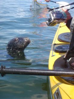 North Wales Sea Kayaking Courses - Specialist Sea Kayaking Anglesey, North Wales image from Sea Kayaking Introduction Wales Anglesey